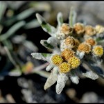 edelweiss